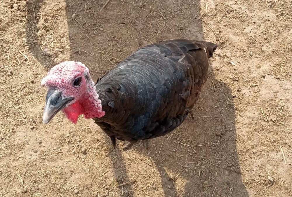 (8) FERTILE BARNYARD MIX TURKEY HATCHING EGGS