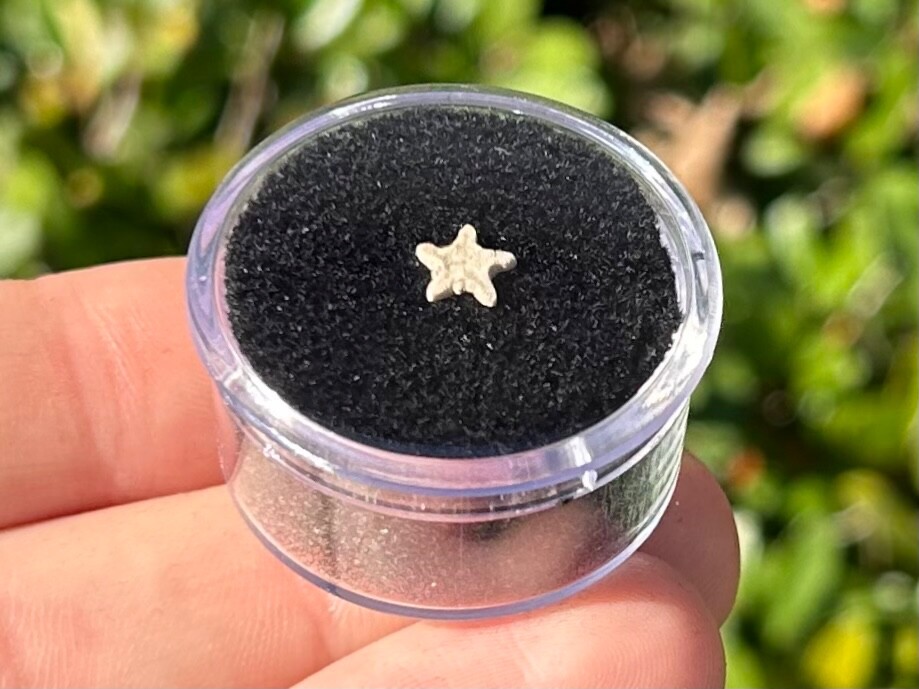 Utah Fossil Star Crinoid in Case Pentacrinus Jurassic Age Echinoderm