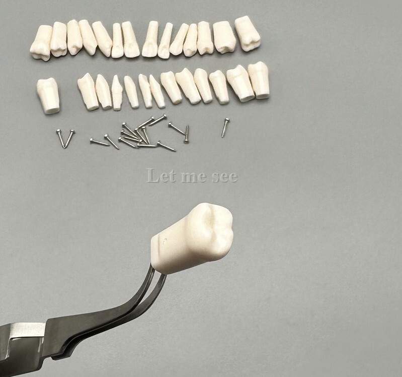 Dental Replacement Screw-in Teeth Typodont Models Study Practice Tooth Model