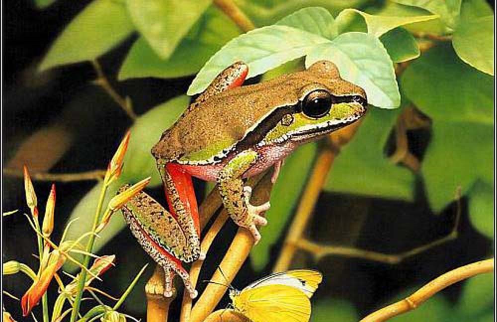 4 Lampwork Handmade Glass Beige Jumping Frog Beads 22x12mm