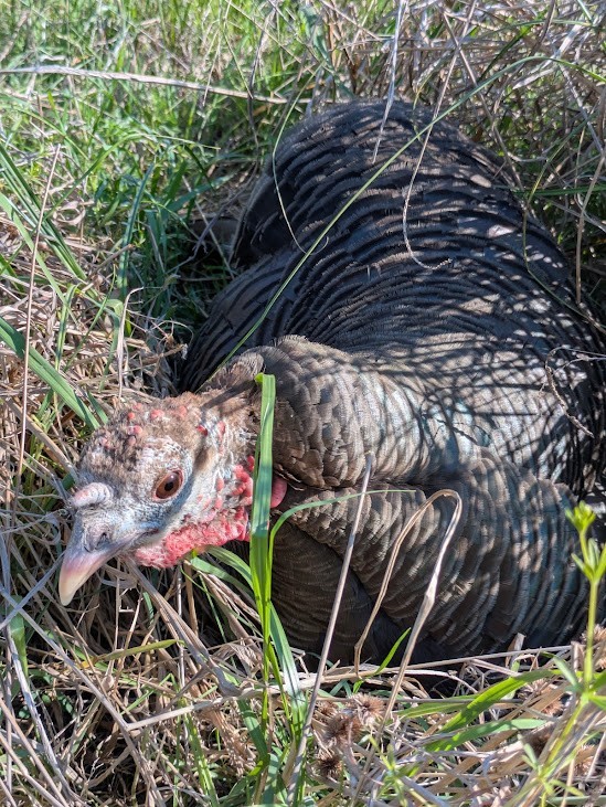 6 Eastern Turkey eggs. Ready to ship now!