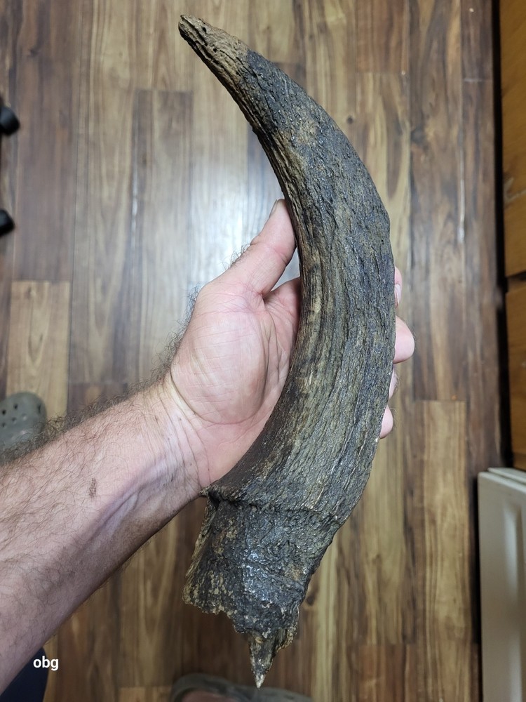 Historic Bison horn core Holocene era