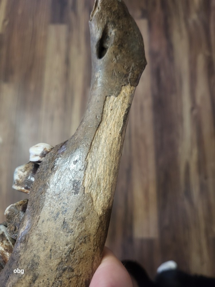 Historic Bison lower jaw bone buffalo