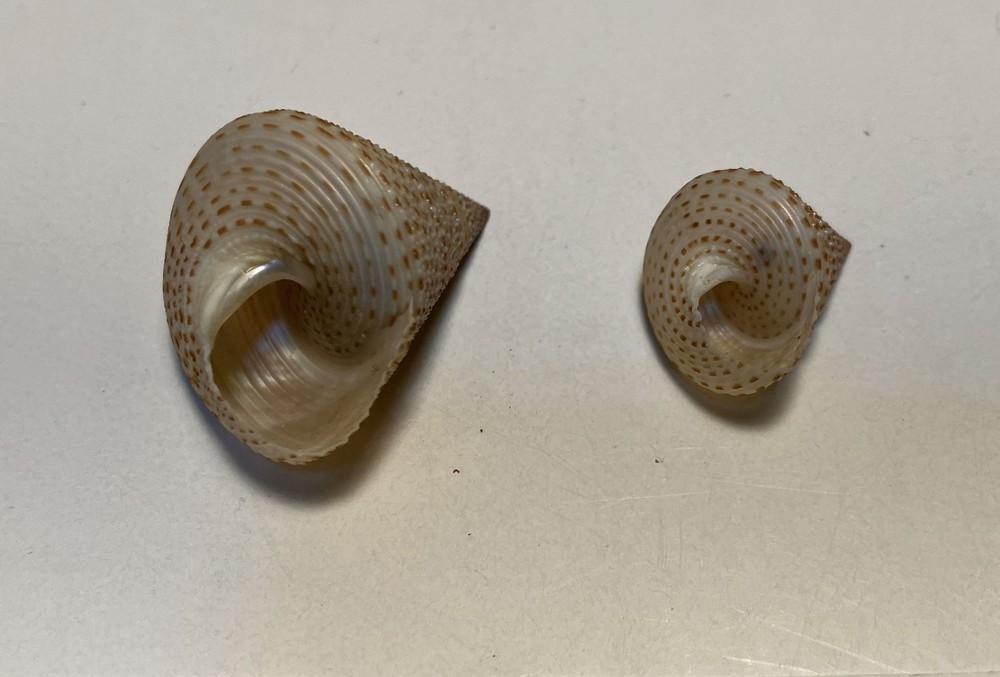 Calliostoma variegatum. Variable Topsnails. Two snails. Largest 20 mm