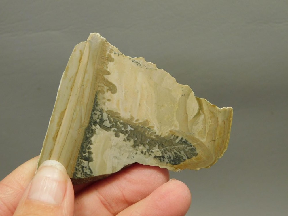 Cotham Marble Fossil Small Polished Stone Slab Stromatolite #O7
