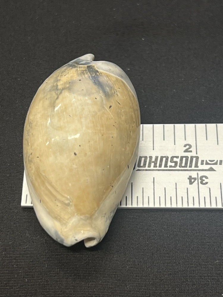 EXTINCT Fossilized COWRIE Shell From Central Florida - Pliocene Era.