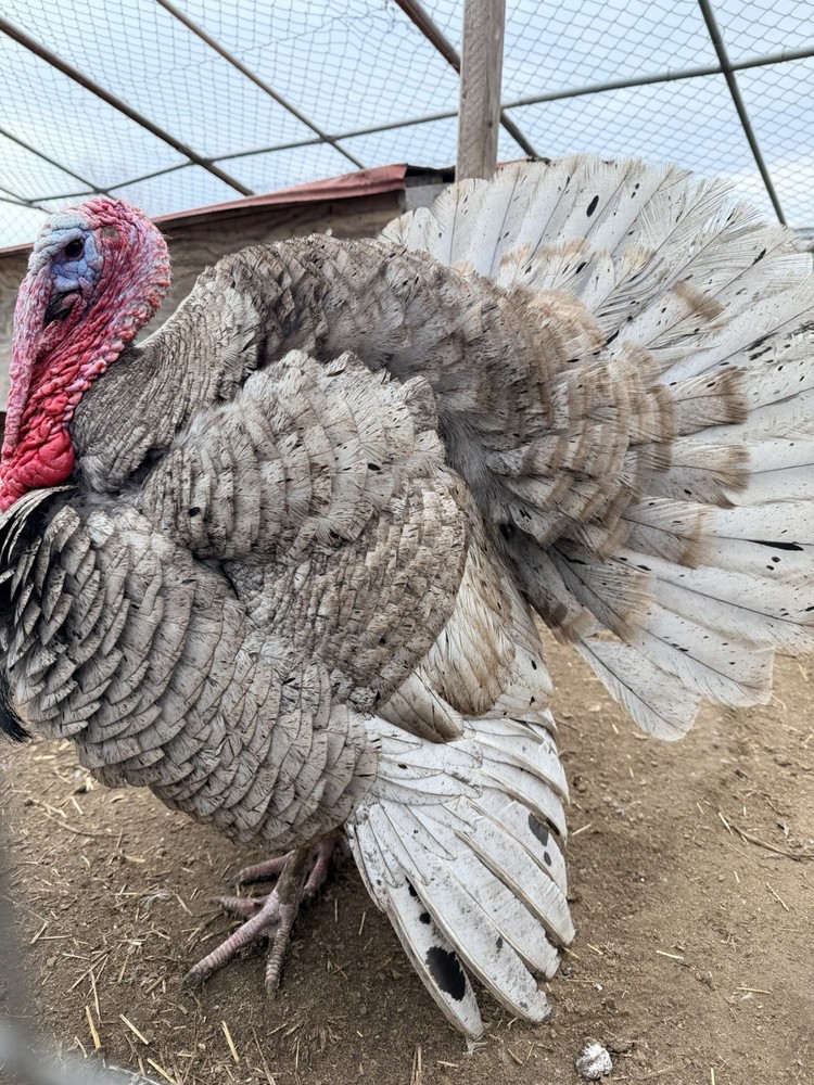 8 Heritage Breed Blue Slate Turkey Hatching Eggs