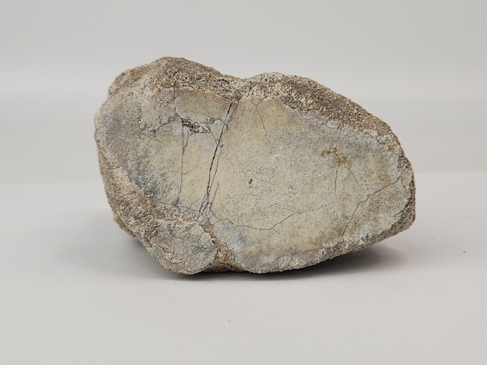 Titanothere Toe Bone - White River Group - Chadron Fm. - NE