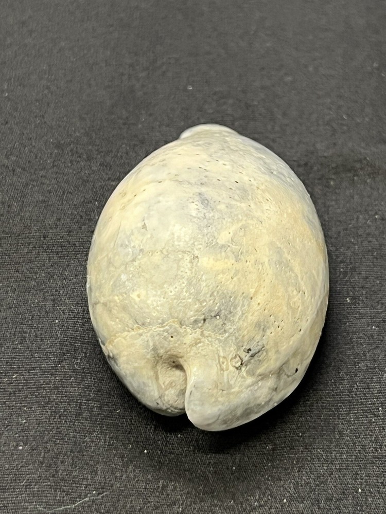 EXTINCT Fossilized COWRIE Shell From Central Florida - Pliocene Era.