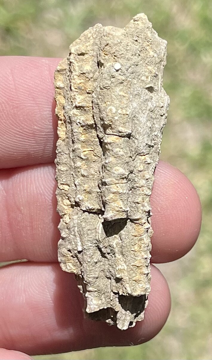 Alabama Fossil Crinoid Arms Rare Mississippian Trilobite Age