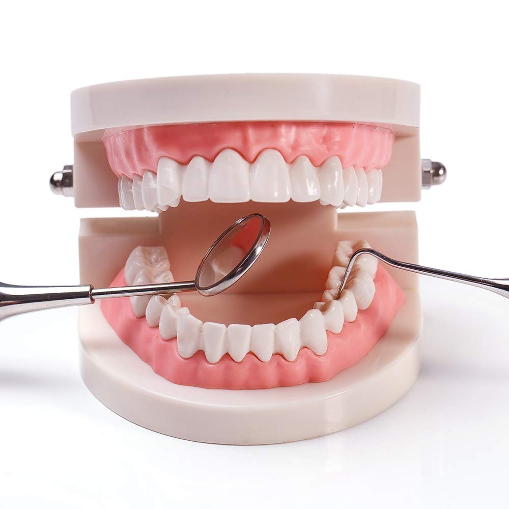 Interactive Teaching Tool: 1:1 Life Size Fake Teeth Model for Dental Classes