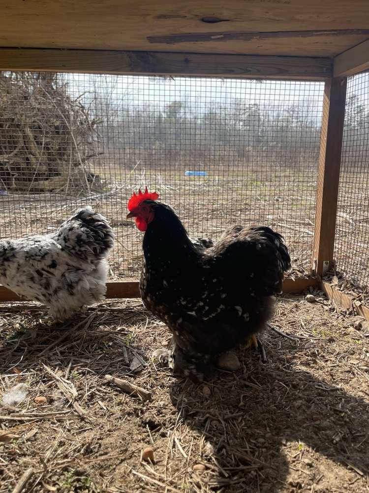 6 Eggs! Calico Cochin Bantam Eggs!