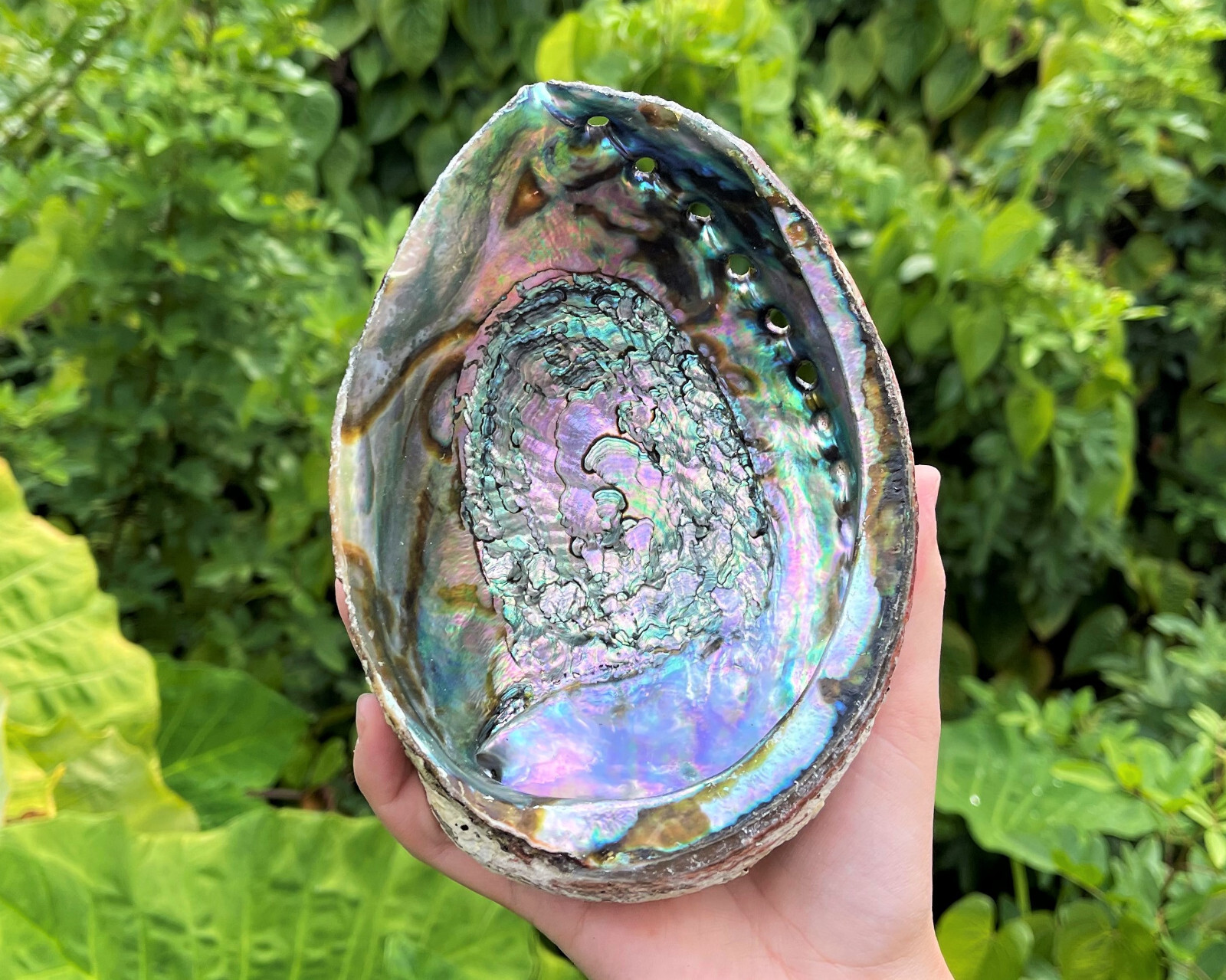 JUMBO Abalone Shell 6 - 7" (Smudging Burning Sage Sticks Display Sea Shell)
