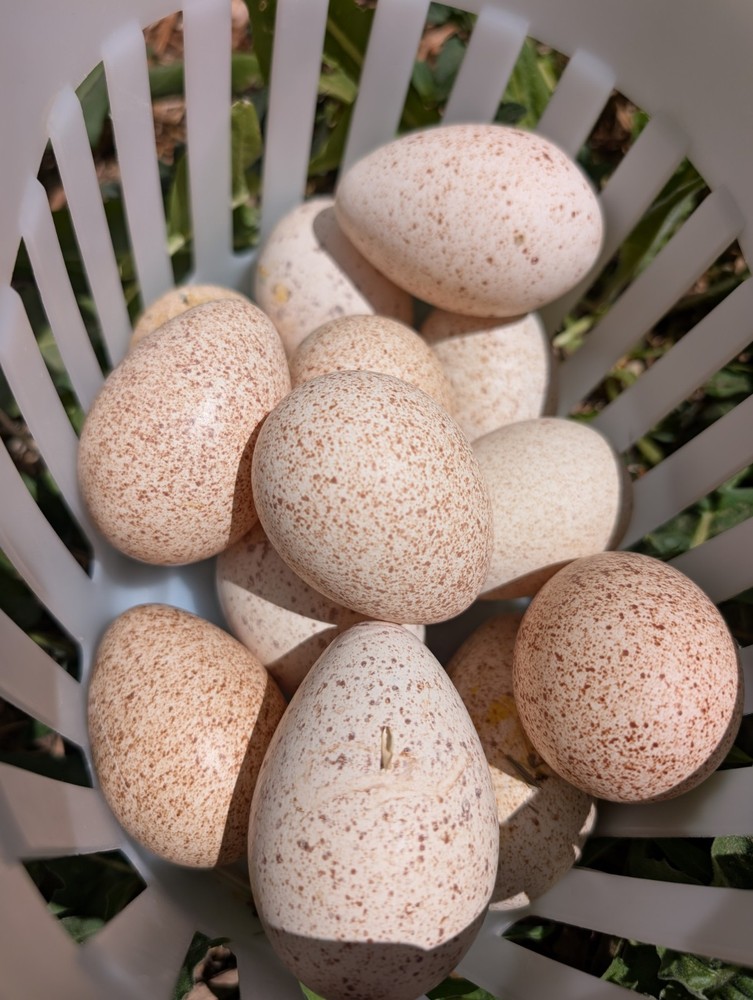 Heritage Turkey Eggs 6 Fertilized, Barnyard Mix, Cold Hardy