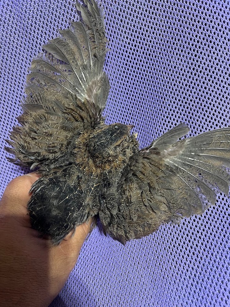 Rosetta 10+ Fertile Hatching Eggs Quail