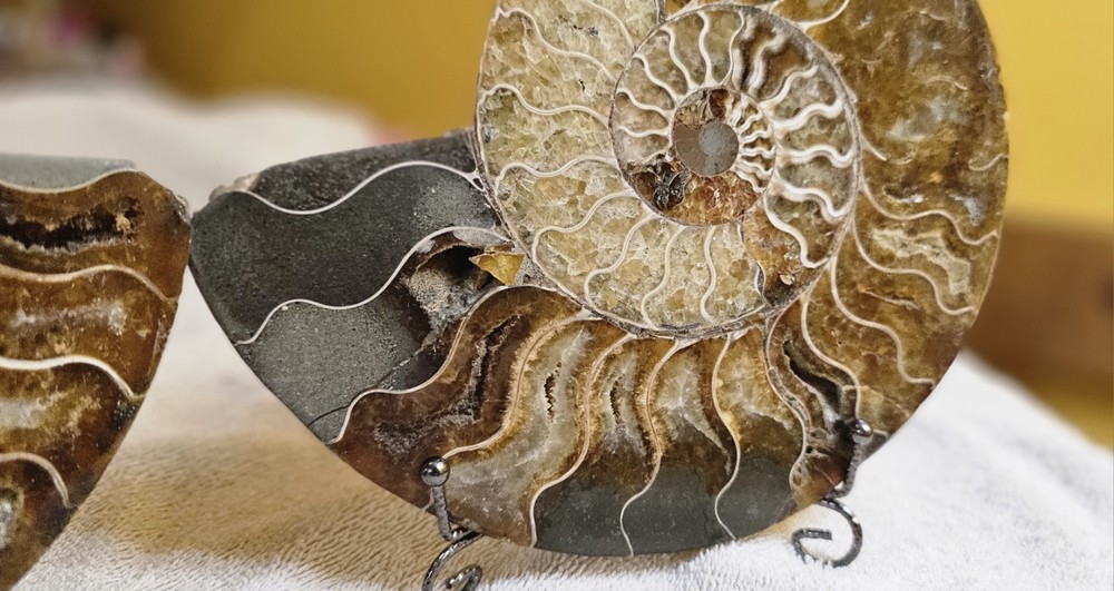 Ammonite Natural Pair