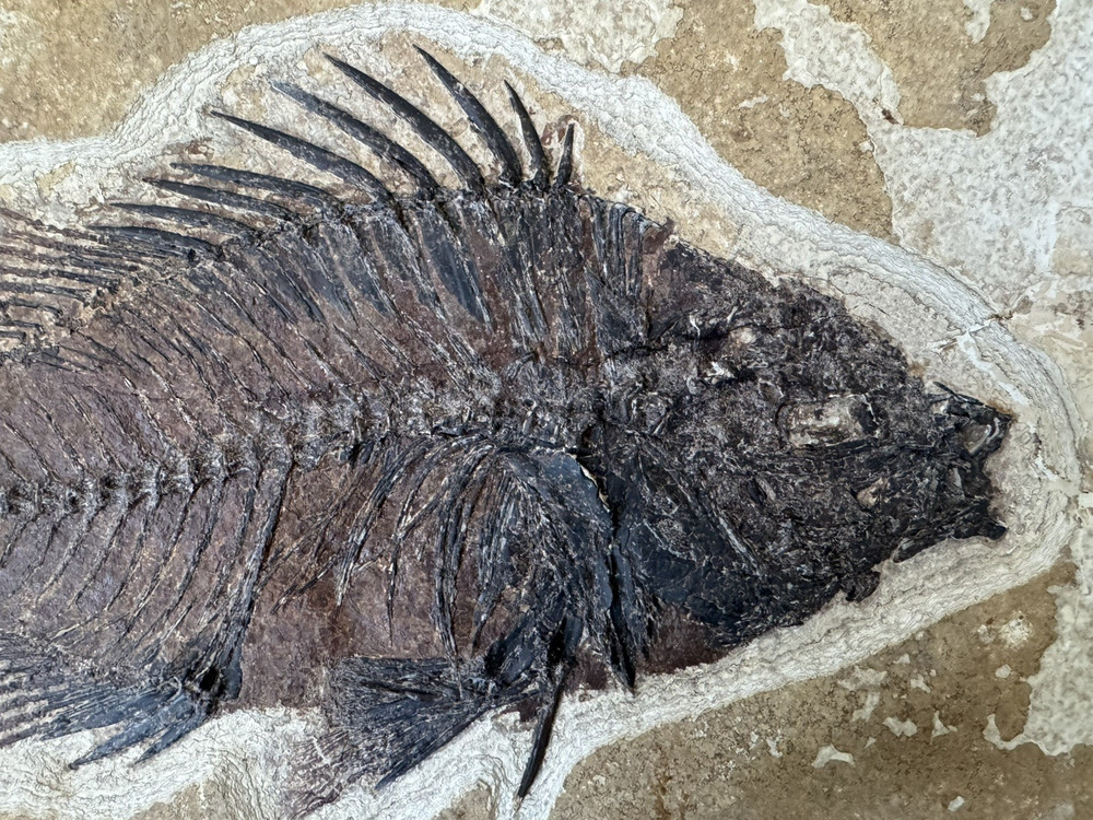 Priscacara 8.5 inch Great Specimen!