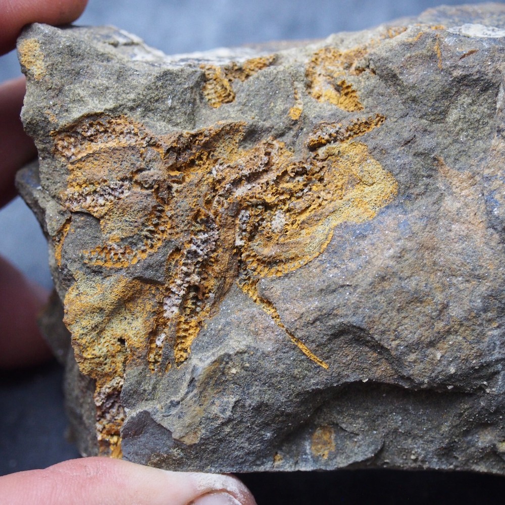 Edrioasteroid Protaster sp. Echinoderms Ordovician Fossil Fossilien