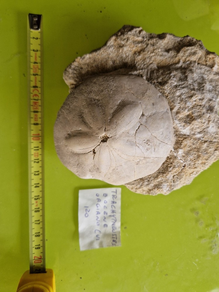 FOSSILS - Large Sea Hedgehog * Echinoid TRIPNEUSTES
