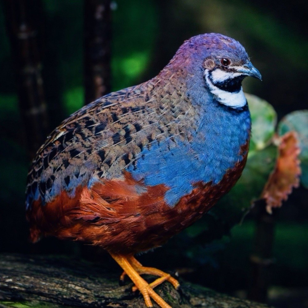 Button Quail - Hatching Eggs- Chinese Painted SPECIAL RARE. Order NOW! Per Egg