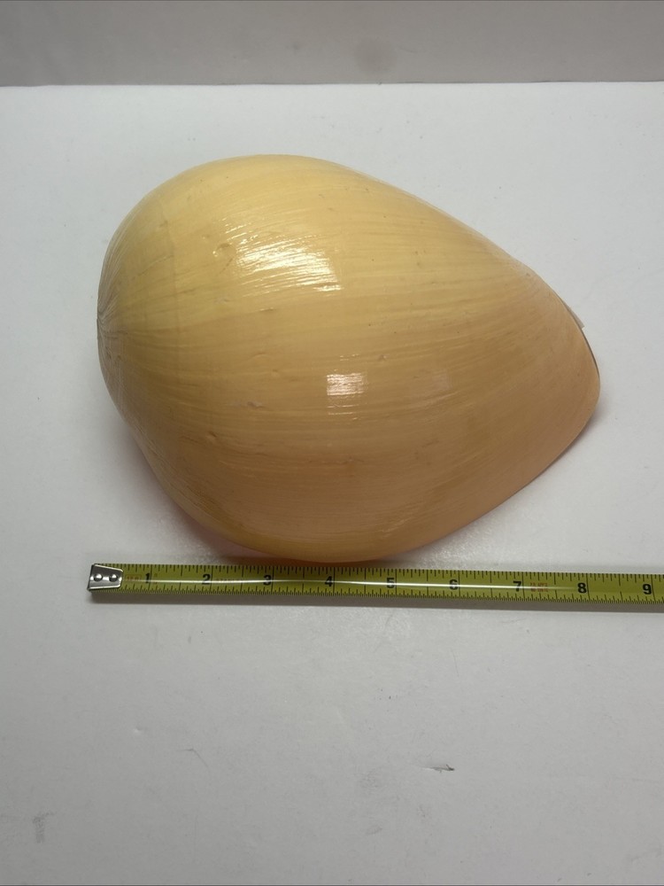 Unique Yellow Huge Melon Seashell Extra Large Decorative Shell 9"