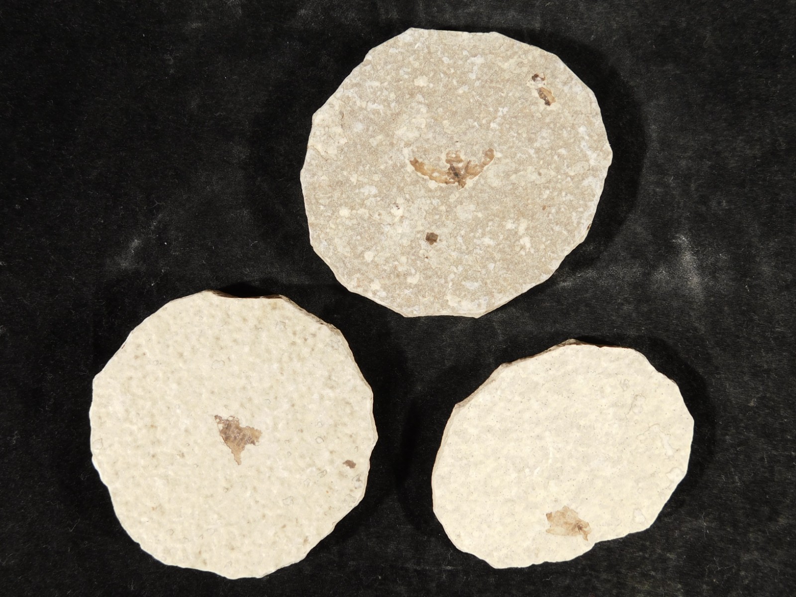 Lot of THREE! Fifty Million Year Old! WINGED INSECT Fossils From Wyoming 97.6gr