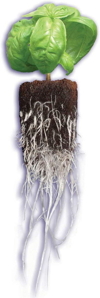 GH3253 Rapid Rooter Replacement Plugs 50 Count