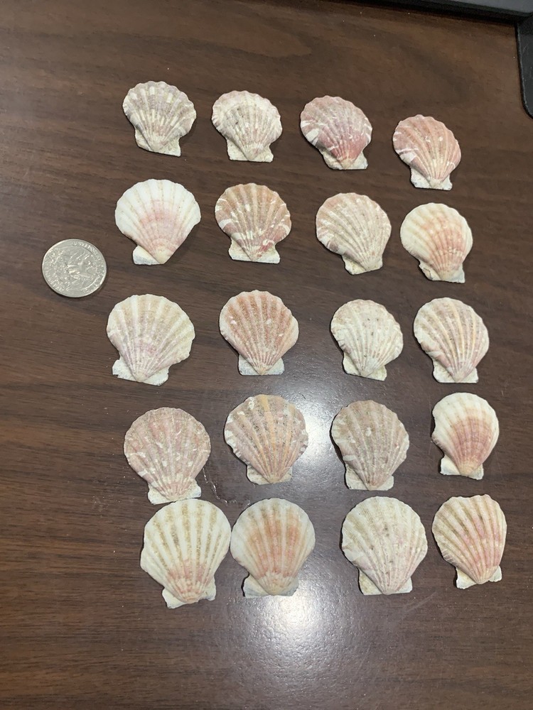 20 Small Various colored Scallop Sea Shells most 1.5”