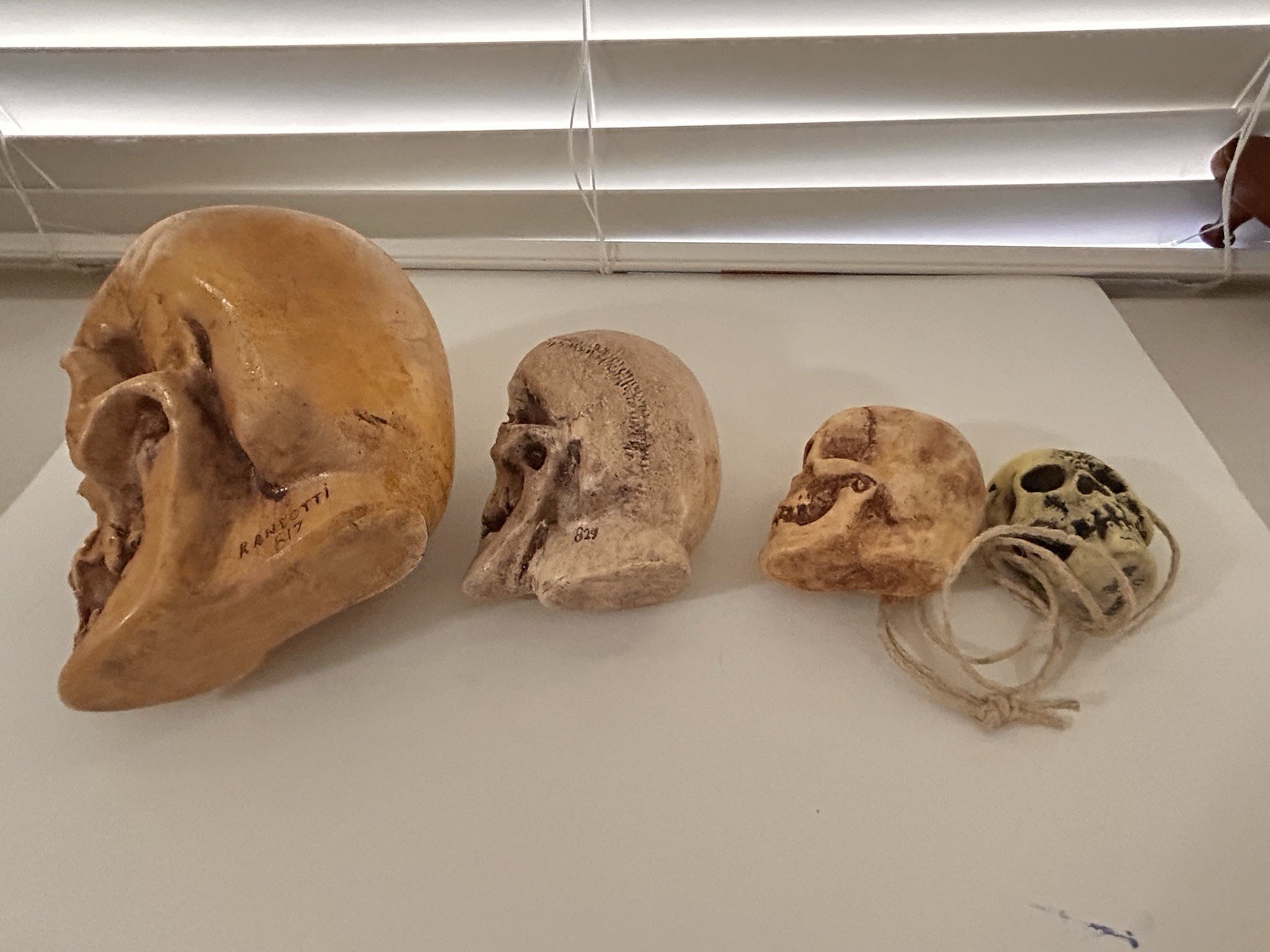 4 EA. RANDOTTI ORIGINALS LARGE, MEDIUM, PIXIE,& FLAT BACK PIXIE SKULLS ALL GLOW