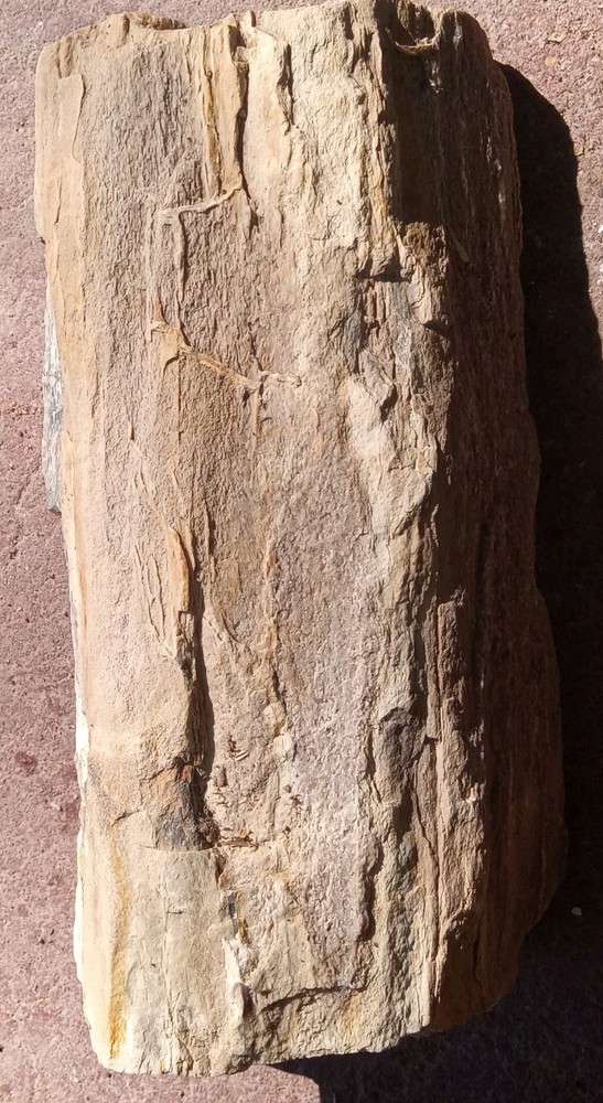 Petrified Wood Permineralized Rough 4 lbs+