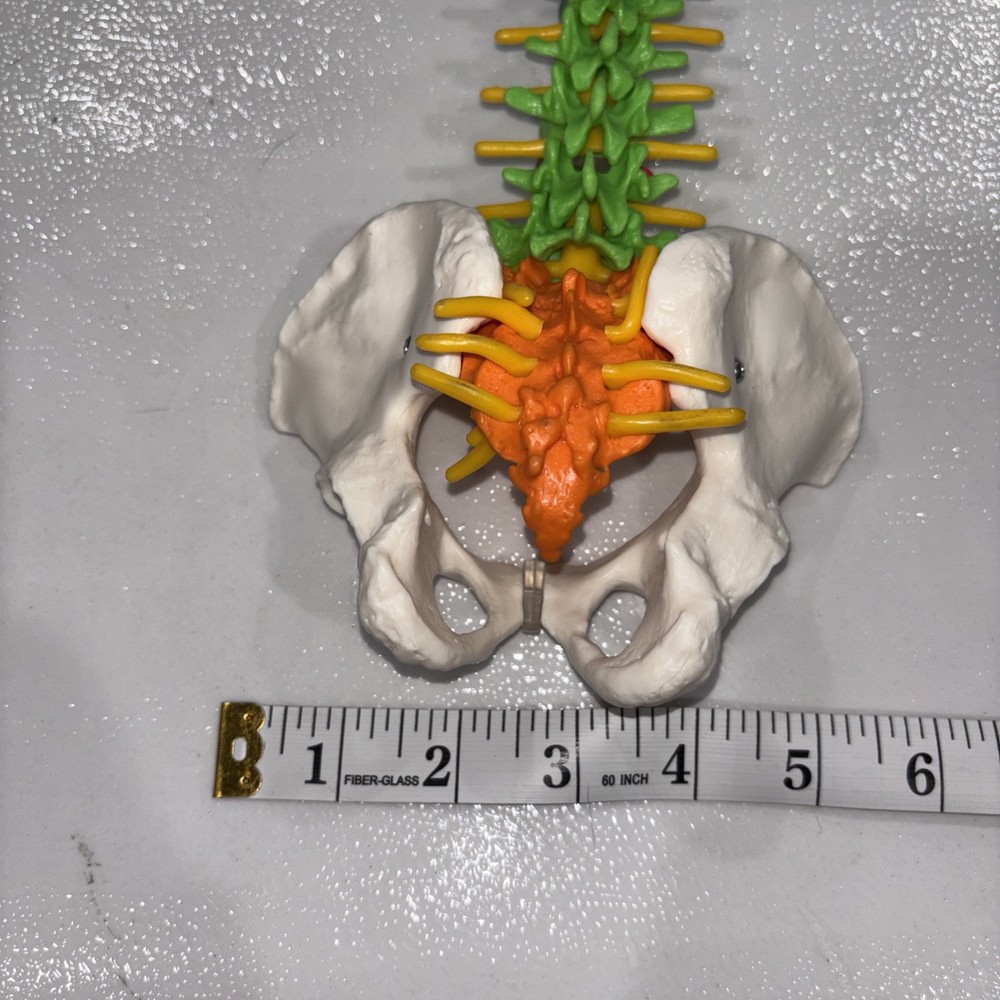Human Spine Model Skeleton Model Anatomical Model