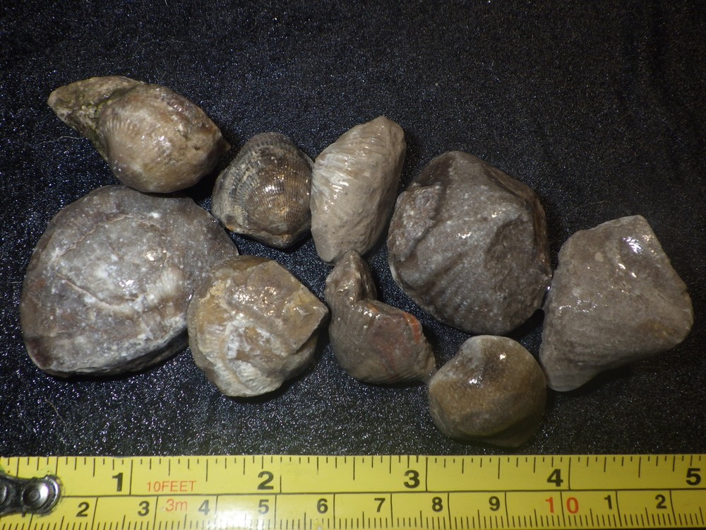 Brachiopods