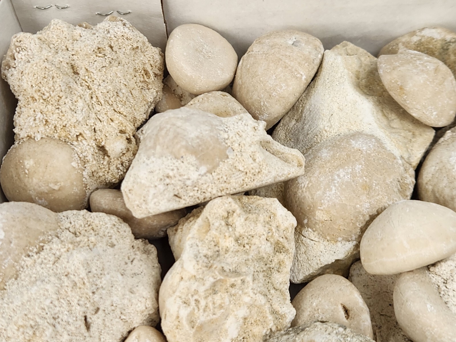 Fossil Sea Urchin (Echinoid) - Florida - 1 Per Purchase - Matrix/Free Standing