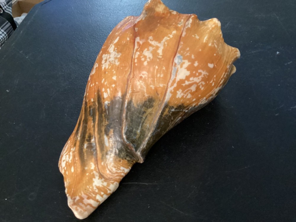 Large Conk Shell that I think has been painted at some point.