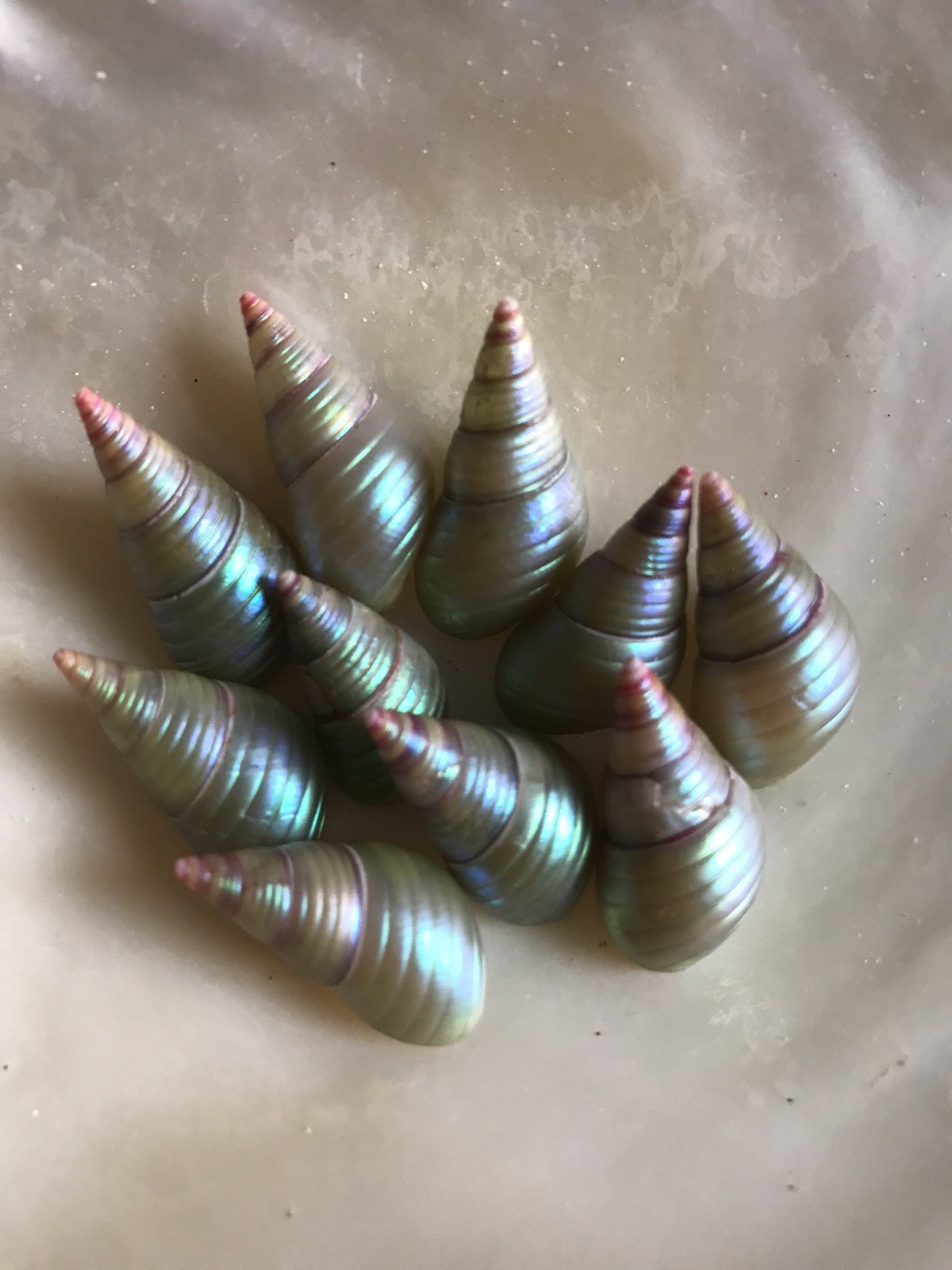 A BOX OF  10 KING MAIREENER  SHELLS