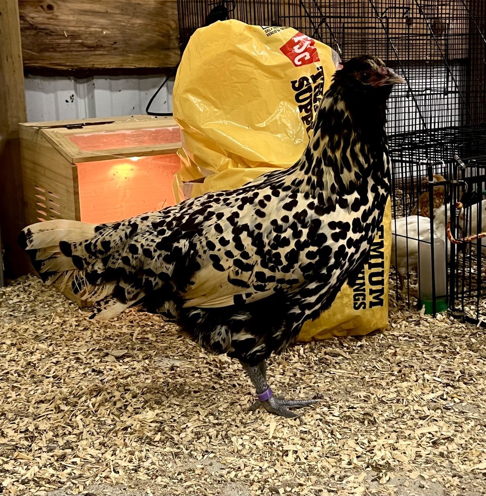 🎱 12 FERTILE HATCHING E G G S 🎱