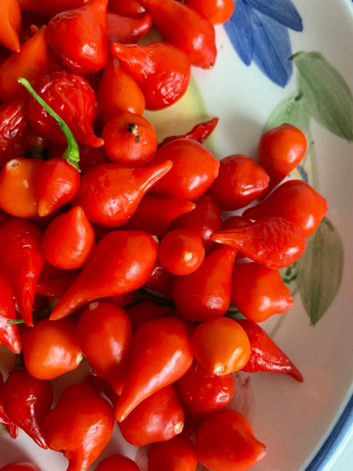 50+ Red Biquinho Pepper Seeds Brazilian Heirloom