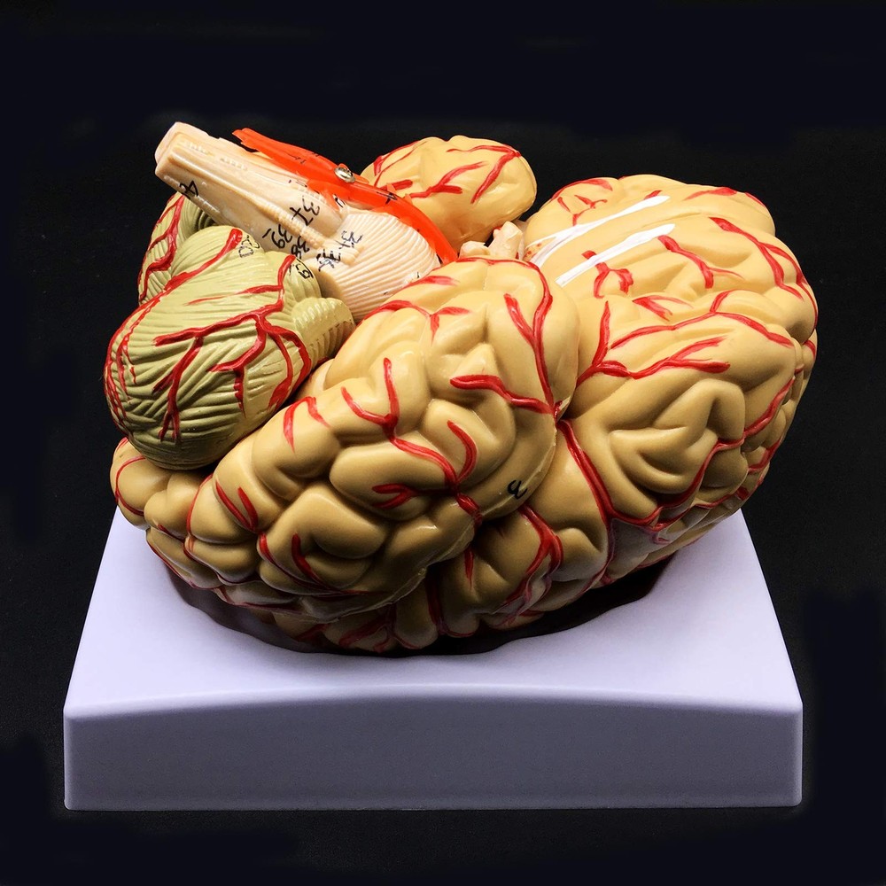 Human Brain Model, Anatomically Accurate Brain Model 8-Part Human Brain Anato...