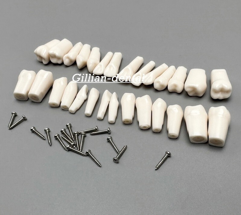 Dental Replacement Screw-in Teeth Typodont Model Practice Removable Tooth Models