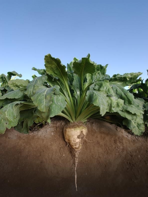Sugar Beet (NON-GMO) Food Plot Seed - 1 Lb.