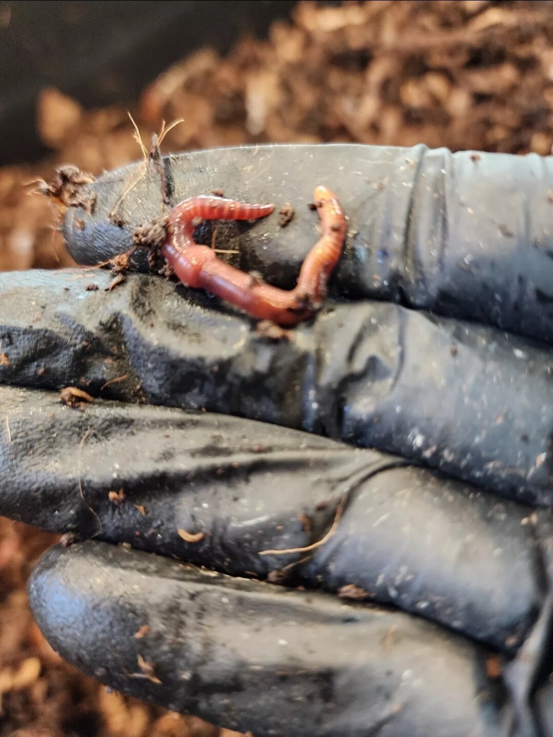 1 Lbs PURE RED WIGGLER Compost Worm /FREE SHPG/Weather Determines SHPG