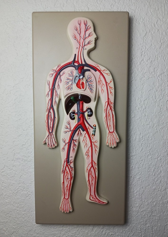 Labs Human Circulatory System Model, Hand Painted