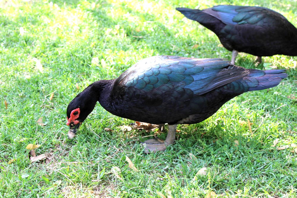 Exhibition Quality Muscovy Hatching Eggs 96% solid BLACK ducks only 12 eggs