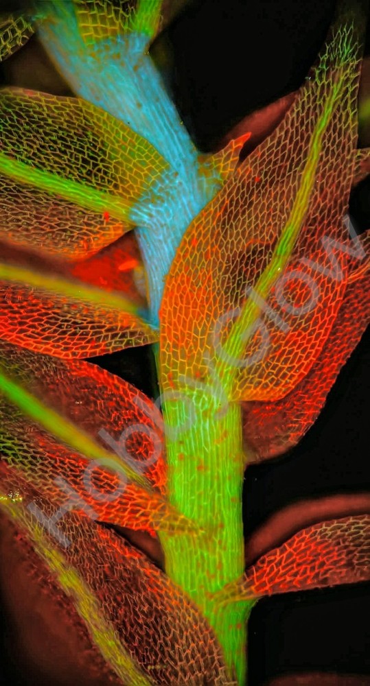 HobbyGlow Fluorescence Trio Microscopy Starter Reagent Set