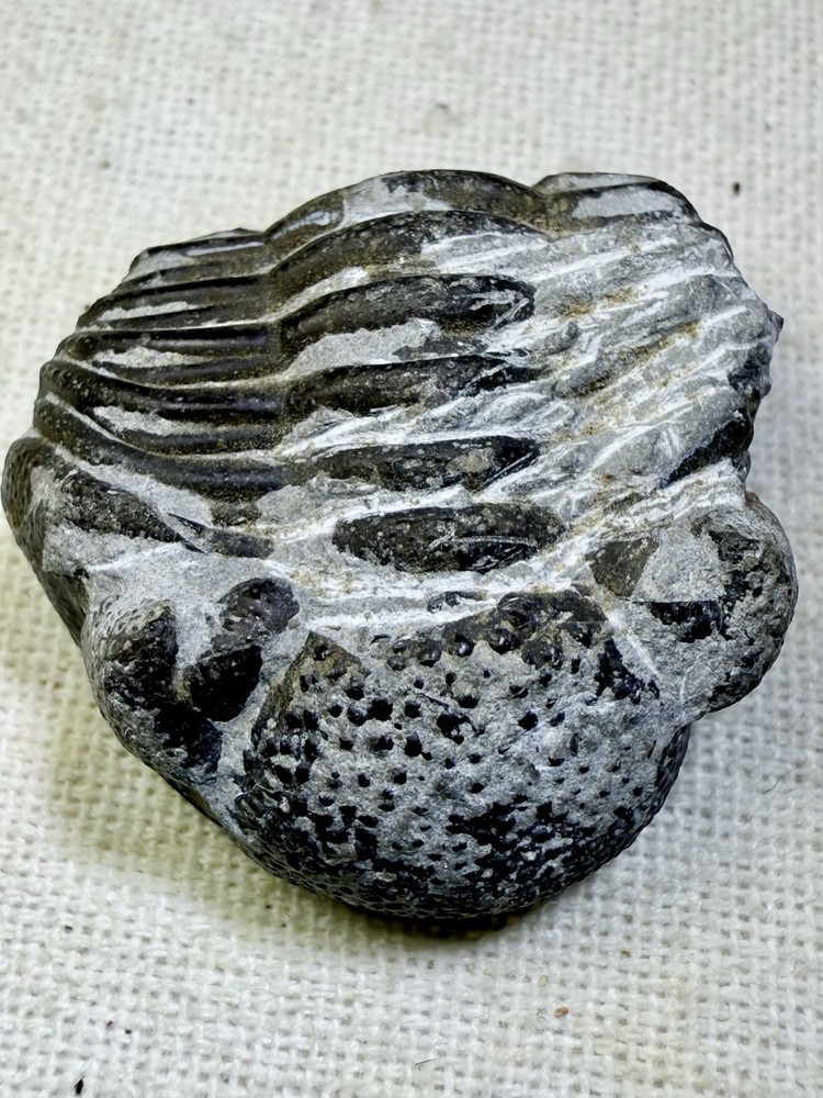 PREP PROJECT Phacops Trilobite ~ Silica Formation ~ Ohio ~ Devonian Period