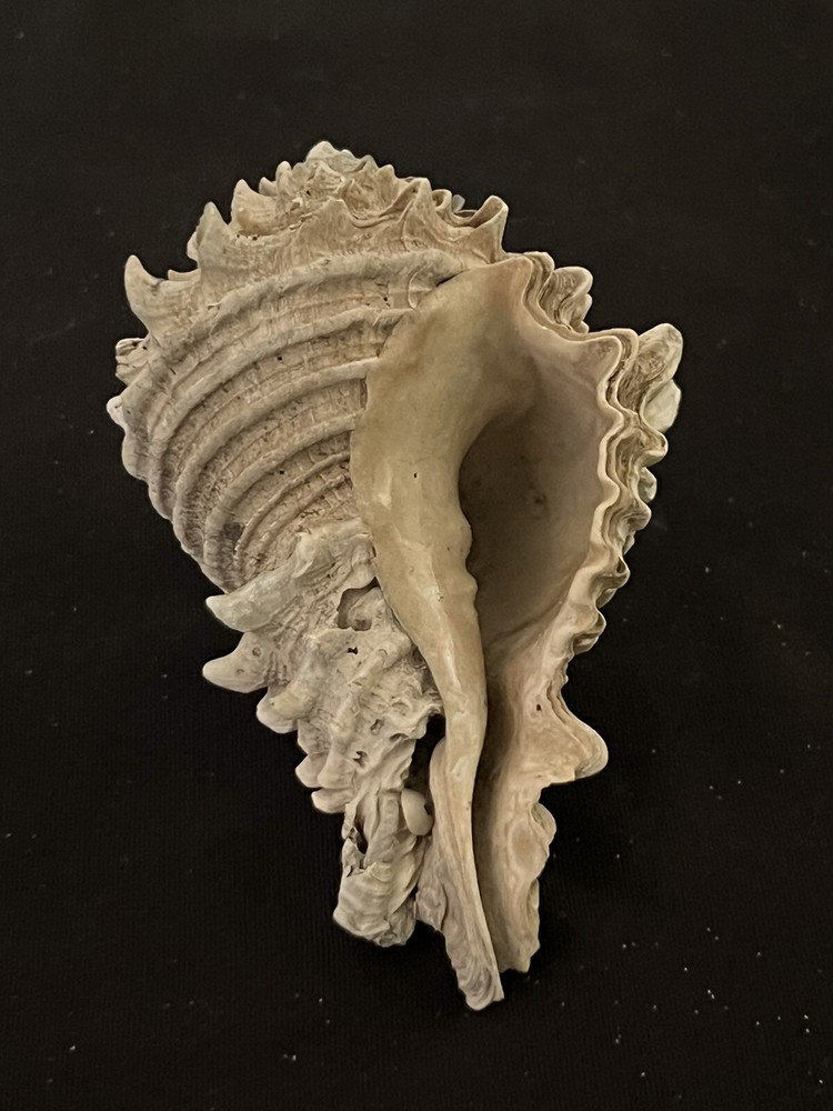 EXTINCT Fossilized VASE Shell From Central Florida & BONUS Shell.