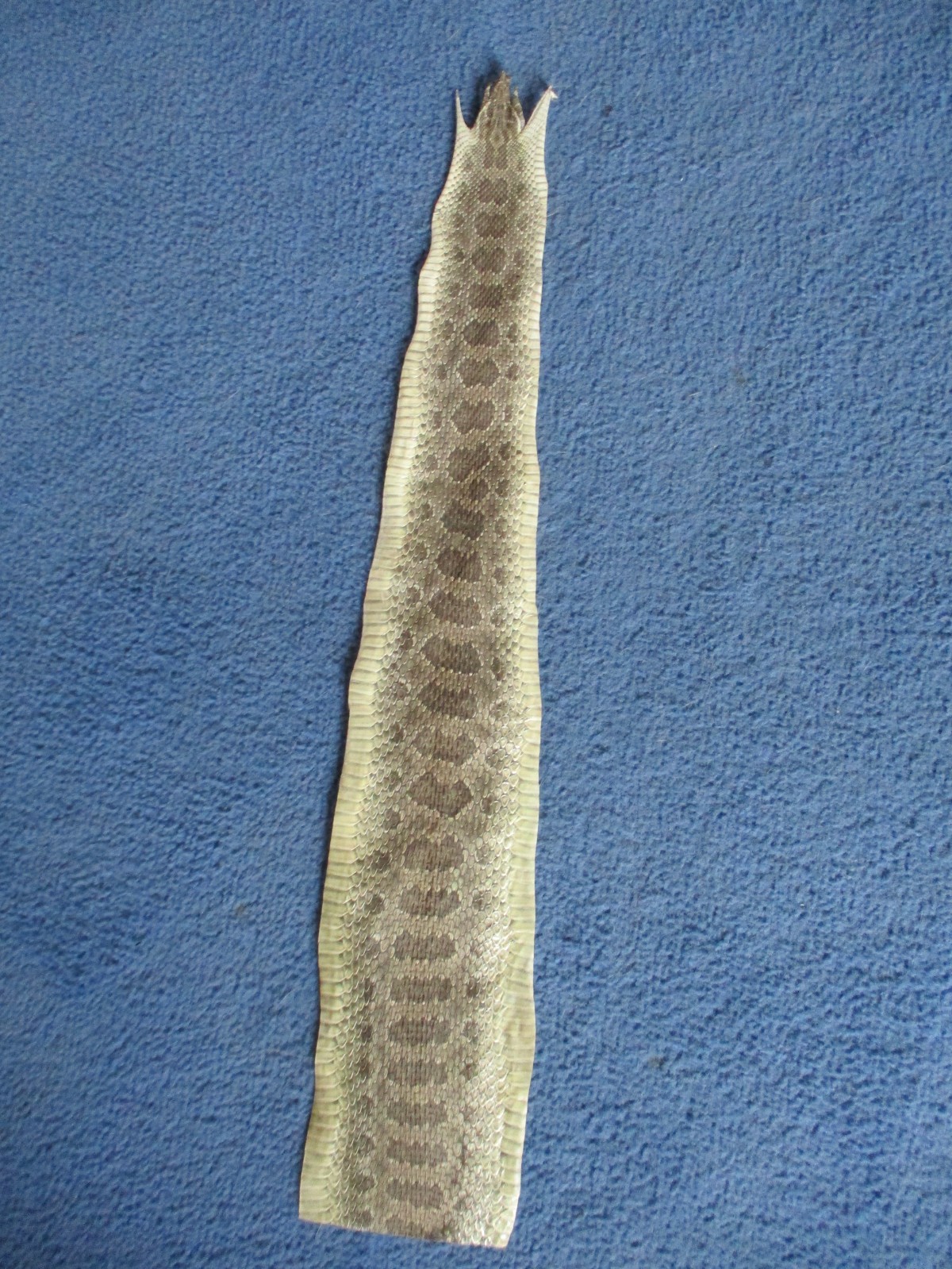 1 rattlesnake skin piece Snake skin scraps pen blanks small wrap education W8