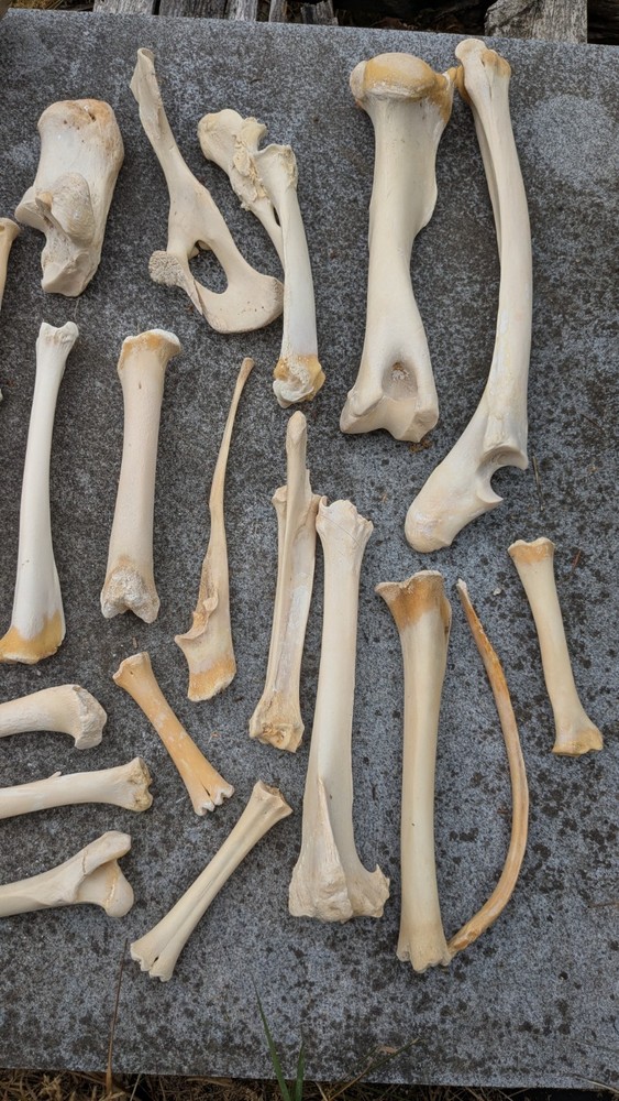 Bone Lot Farm NoBleach NoBoil NEED DEGREASE 30pc NaturallyDeceased MIX long bone