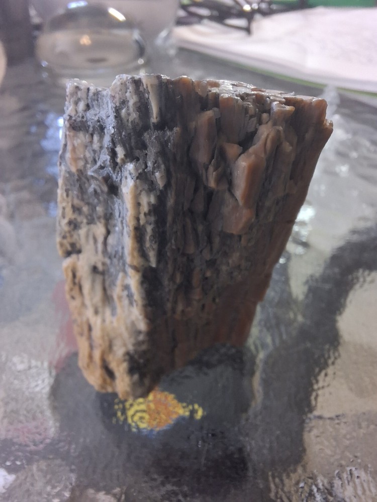 Petrified Wood From Out West USA.