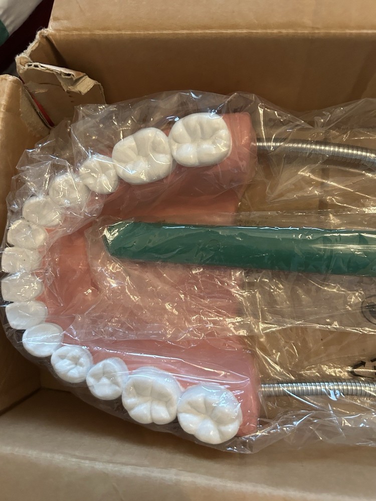 Oversized Dental Demonstration Model Includes Large Tooth Brush & Hinged Gums